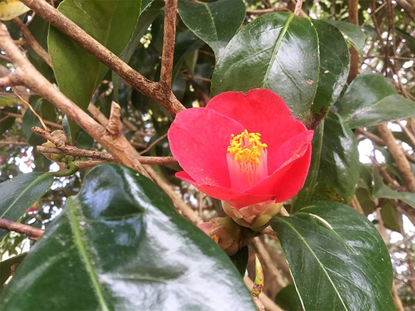 椿の花の酵素シロップ。蜜と花粉がたっぷりで、女性に嬉しい効果が！ 2枚目の画像