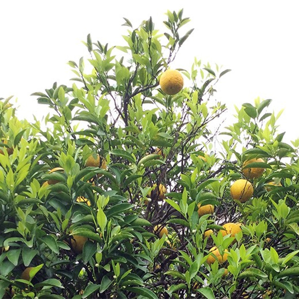 毎年人気！爽やかな　日向夏の酵素シロップ 2枚目の画像