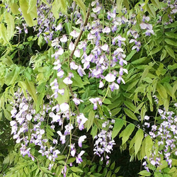 とっても香りのよい「藤の花の酵素シロップ」今季初登場です！ 2枚目の画像