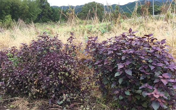 抗酸化物質がたっぷり！　赤紫蘇の酵素シロップが再販になりました！ 2枚目の画像