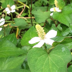 十薬と呼ばれる程薬効が高いどくだみ。発酵マジックで素晴らしい香りのどくだみの酵素シロップ 2枚目の画像