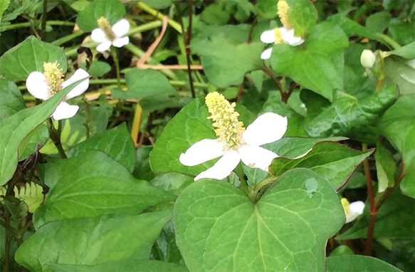 十薬と呼ばれる程薬効が高いどくだみ。発酵マジックで素晴らしい香りのどくだみの酵素シロップ 2枚目の画像