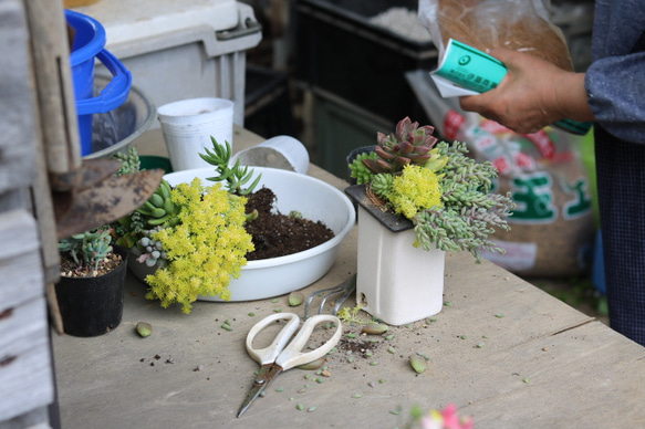 おうちの植木鉢（大）　白 3枚目の画像