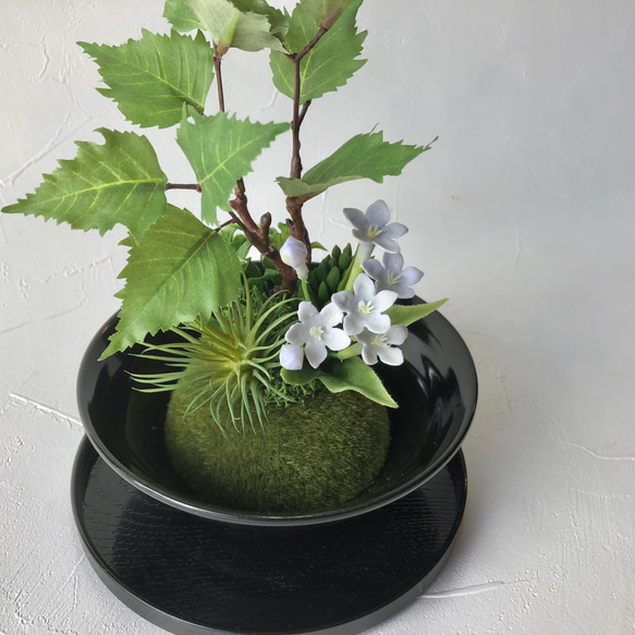 【和モダン】樺の木とブバリアのミニ盆栽アレンジメント 2枚目の画像