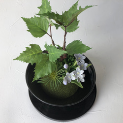 【和モダン】樺の木とブバリアのミニ盆栽アレンジメント 3枚目の画像