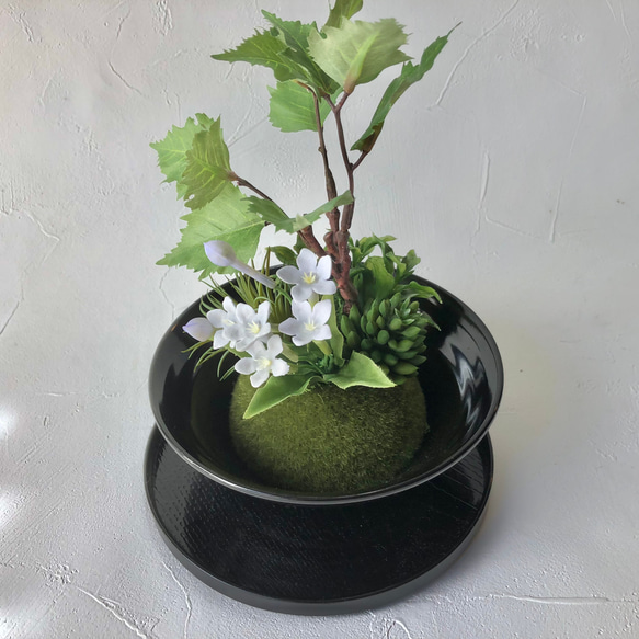 【和モダン】樺の木とブバリアのミニ盆栽アレンジメント 6枚目の画像