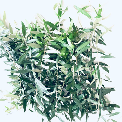 送料無料＊結婚式リーフシャワー＊オーガニック幸せなオリーブのリーフ