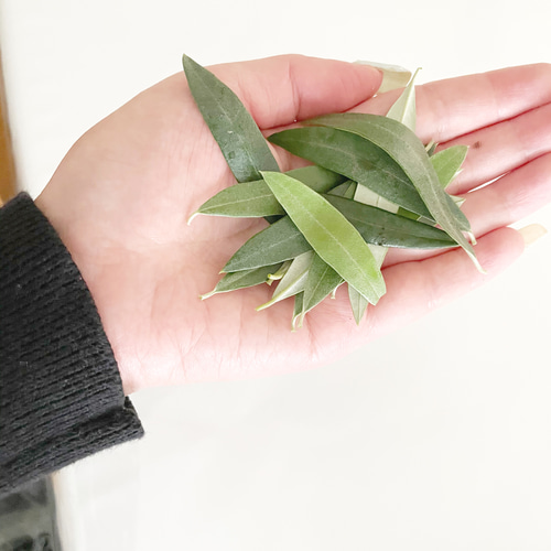 送料無料＊結婚式リーフシャワー＊オーガニック幸せなオリーブのリーフ