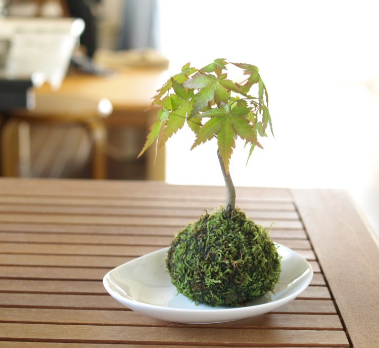流泉モミジB 苔玉 | GreenScapeオンラインストア