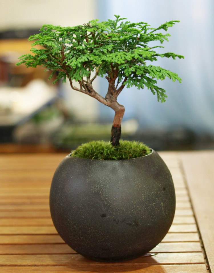 野菜盆 彫刻 3枚 [B31336]
