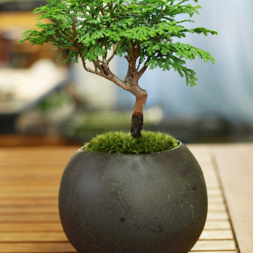 ✿１　八房 ひのき ヒノキ　盆栽　米寿記念 ✿1 八房 ひのき ヒノキ 盆栽 米寿記念