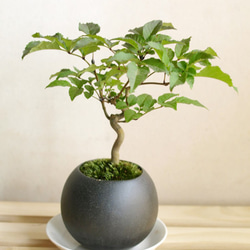 手のひらサイズのミニ盆栽【アオダモ】 その他インテリア雑貨 道草