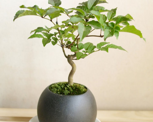 1_2b635b789b4dd6320c29b1a10b7d