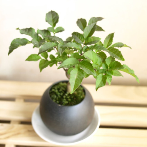 アオダモ盆栽 SS001 アオダモ : bonsai英樹