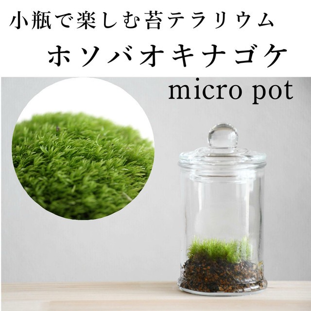 苔テラリウム完成品 ホソバオキナゴケ 苔ボトル 苔テラリウム