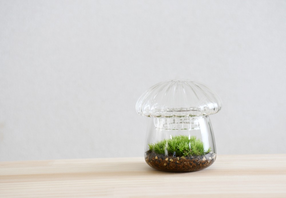 苔ボトル 【受注生産】苔テラリウム ホソバオキナゴケ