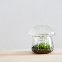 苔テラリウム】小さなコケの森 きのこ瓶 ホソバオキナゴケ テラリウム