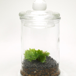 【苔テラリウム】小さなコケの森　マイクロポット　カサゴケ 2枚目の画像