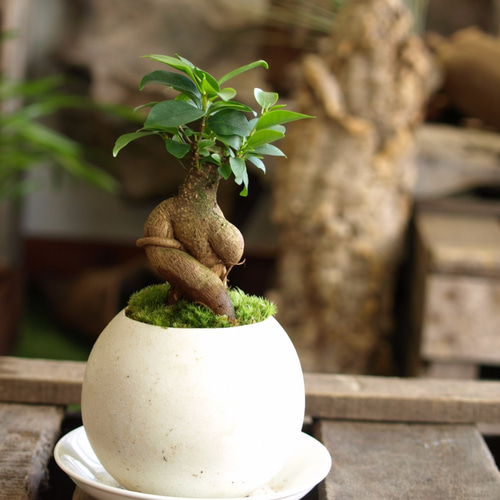 手のひらサイズのミニ盆栽【ガジュマル】美濃焼白 その他インテリア
