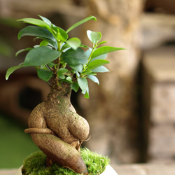 手のひらサイズのミニ盆栽【ガジュマル】美濃焼白 3枚目の画像