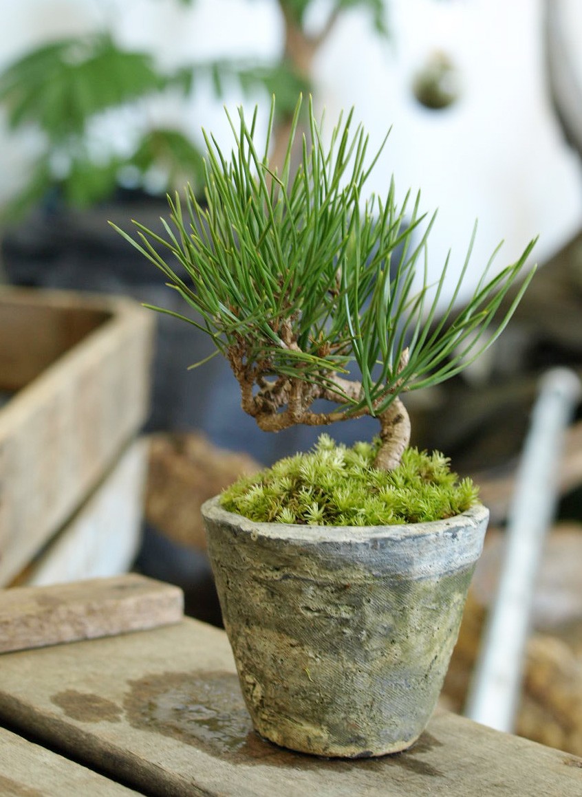 蒼*隅様 手のひらサイズの黒松盆栽 蒼*隅様 手のひらサイズの黒松盆栽