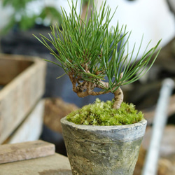 手のひらサイズのミニ盆栽【黒松（曲り）】 その他インテリア雑貨 道草
