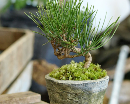 蒼*隅様 手のひらサイズの黒松盆栽 手のひらサイズのミニ盆栽【黒松（曲り）】 その他インテリア雑貨 道草