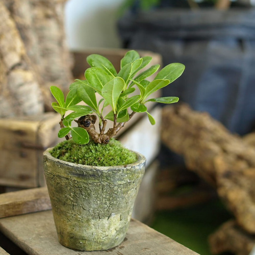 手のひらサイズのミニ盆栽【トベラ】 その他インテリア雑貨 道草