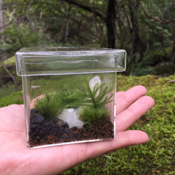 苔景crystal　BOX　Lサイズ 4枚目の画像