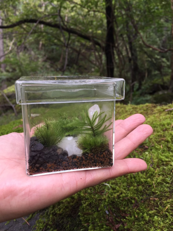 苔景crystal　BOX　Lサイズ 4枚目の画像