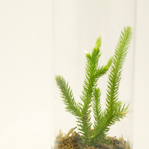 ヒカゲノカズラ　　M様 ヒカゲノカズラ M様 ヒカゲノカズラ 《ヒカゲノカズラ科》 | 対馬植物図鑑