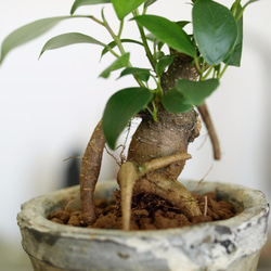手のひらサイズのミニ盆栽【ガジュマル】 2枚目の画像