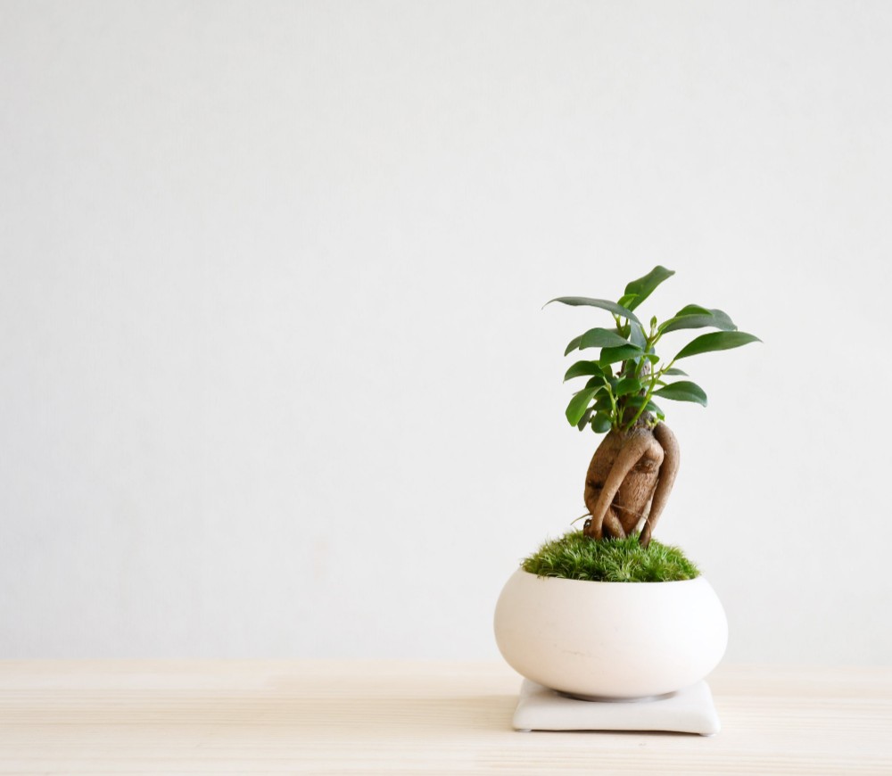 ガジュマル　オオハマボウ　手のひらサイズの盆栽 本日、オンライン販売 琉球盆栽 - RYUKYU BONSAI - 2025/2/16