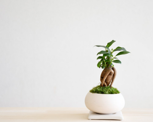 ガジュマル　オオハマボウ　手のひらサイズの盆栽 ガジュマル オオハマボウ 手のひらサイズの盆栽 ガジュマル