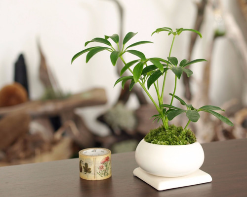 手のひらサイズのミニ観葉植物【カポック】 その他インテリア雑貨 道草