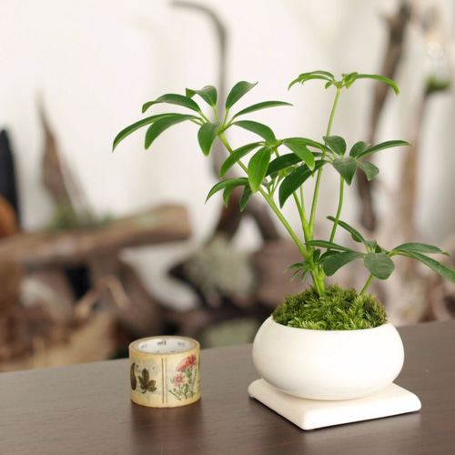 ミニ観葉植物 手のひらサイズのミニ観葉植物【カポック】 その他インテリア雑貨 道草