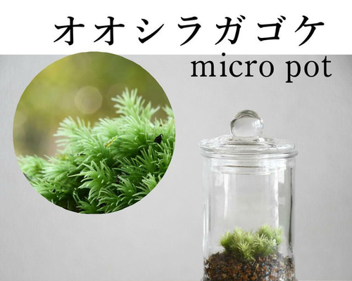 苔テラリウム】小さなコケの森 マイクロポット オオシラガゴケ