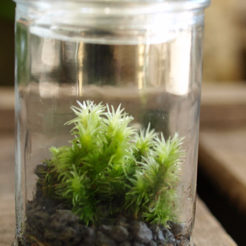苔テラリウム】小さなコケの森 マイクロポット オオシラガゴケ