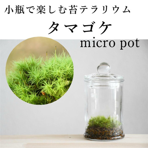 苔テラリウム】小さなコケの森 マイクロポット タマゴケ ◇人気No. 1 