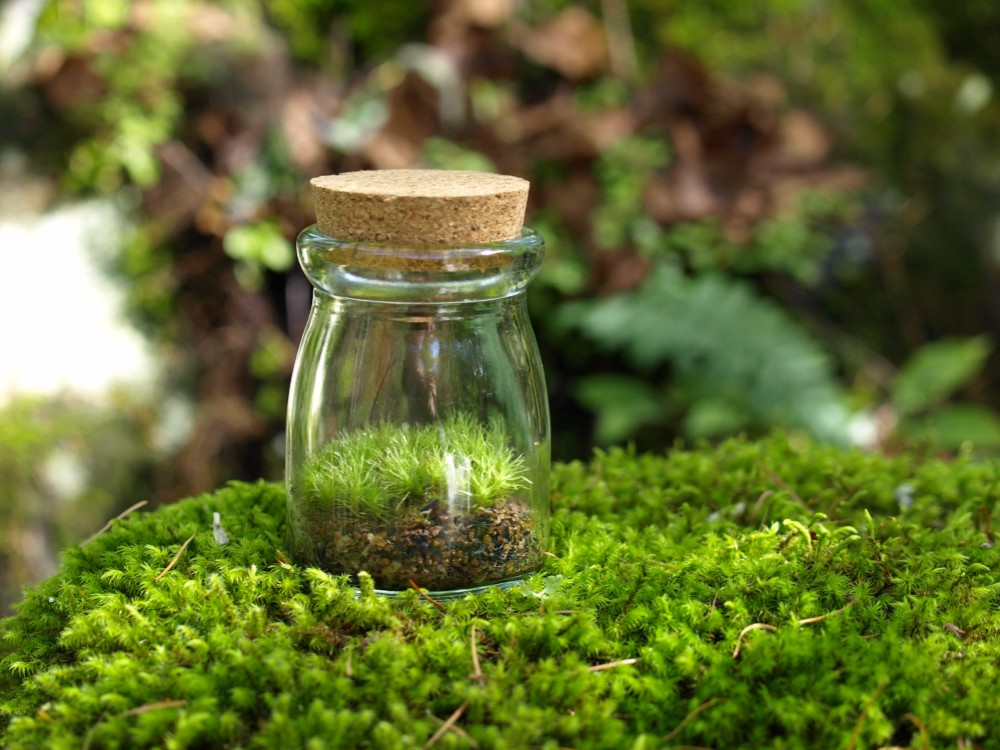 苔ボトル ホソバオキナゴケ 苔テラリウム完成品 苔テラリウム