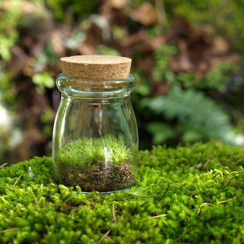 【受注生産】苔テラリウム 苔ボトル ホソバオキナゴケ ホソバオキナゴケ 苔テラリウム作製用素材苔 | 苔テラリウム専門