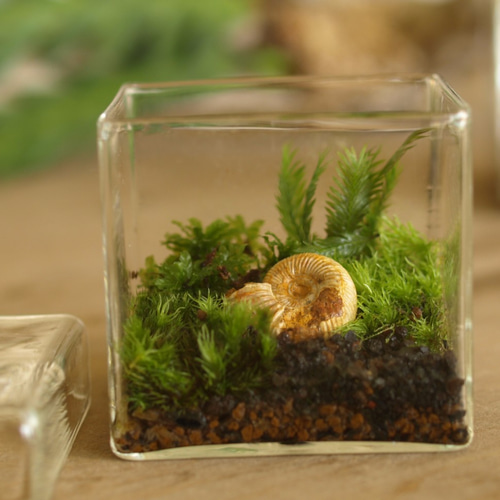 苔テラリウム「太古の森」BOX Ssize テラリウム 道草michikusa