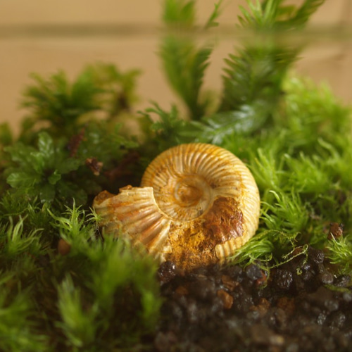 苔むす森の風景、苔テラリウム 森のハイキング（L-size） 【苔テラリウム（コケリウム・苔