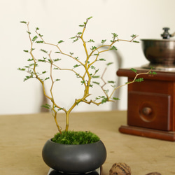手のひらサイズのミニ盆栽【ソフォラ】黒 1枚目の画像