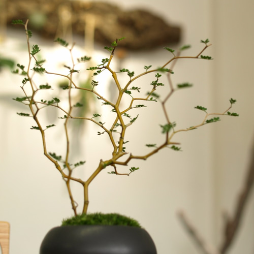 手のひらサイズのミニ盆栽【ソフォラ】黒 その他インテリア雑貨