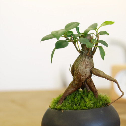 ガジュマル　オオハマボウ　手のひらサイズの盆栽 本日、オンライン販売 琉球盆栽 - RYUKYU BONSAI - 2025/2/16
