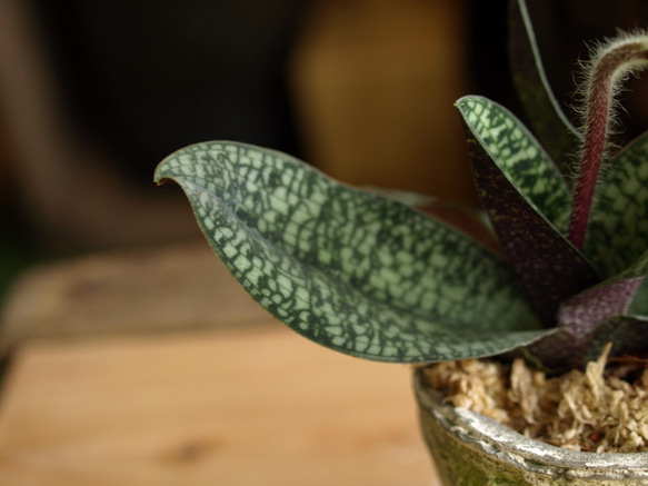 手のひらサイズのミニ観葉植物【Paphiopedilum delenatii】 2枚目の画像