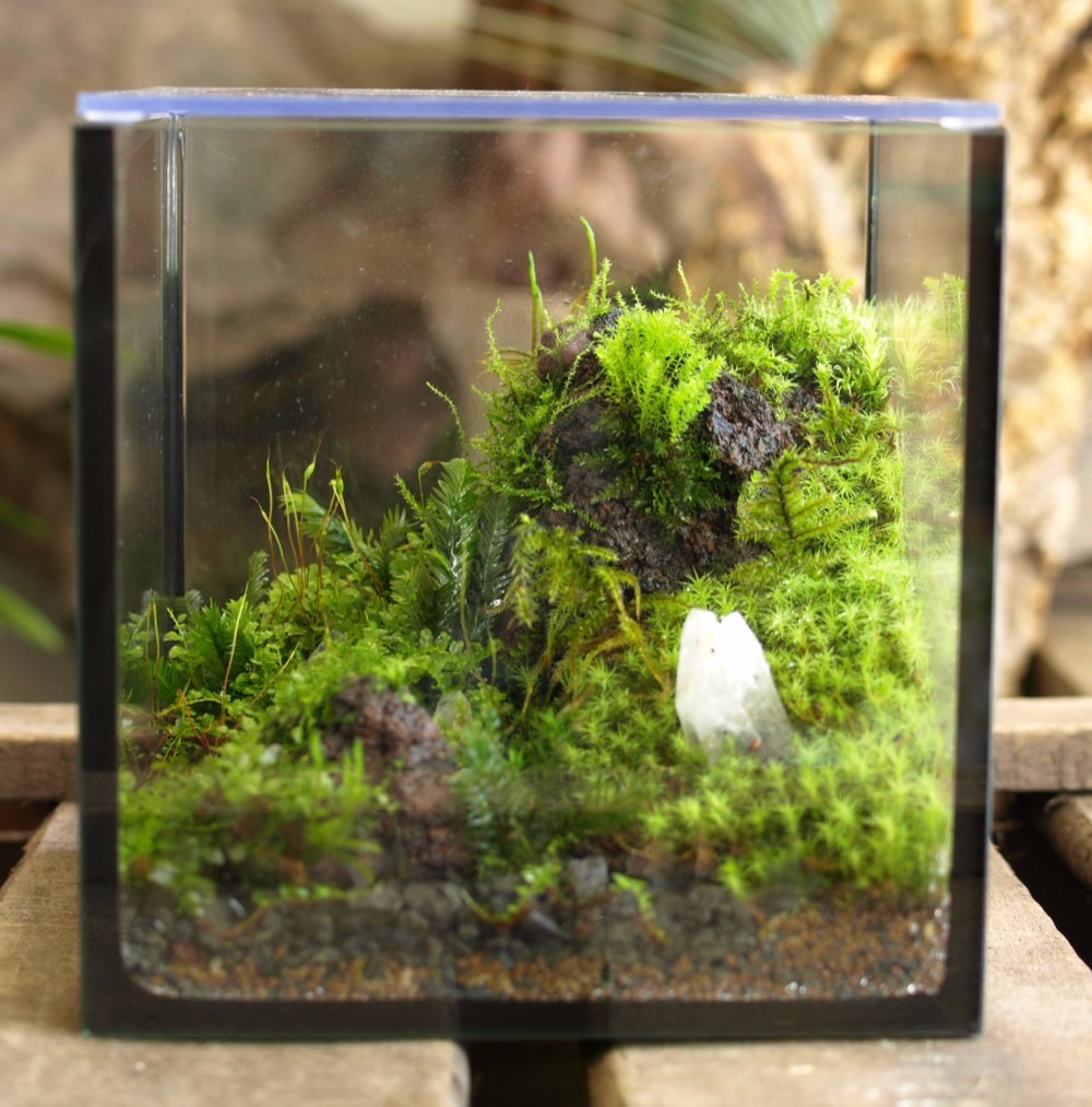 苔テラリウム】15cmの小さなコケの森 crystalレイアウト