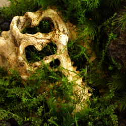 【苔テラリウム】１５ｃｍの小さなコケの森　Jurassic 2枚目の画像