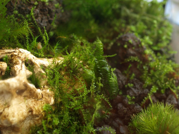 【苔テラリウム】１５ｃｍの小さなコケの森　Jurassic 3枚目の画像